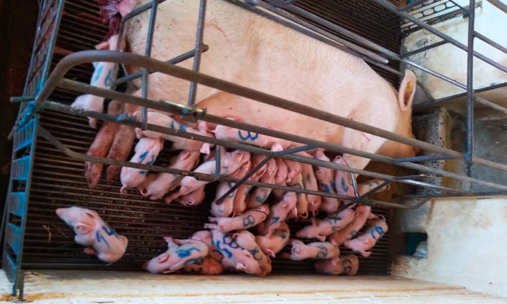 Novos recordes começam assim