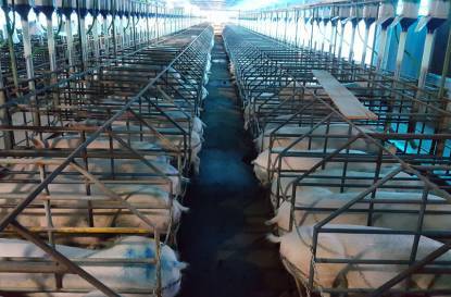 Granja Pedrosa: Na dianteira do setor Suinícola