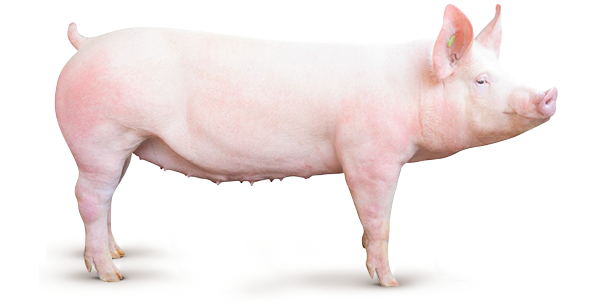 Genética Suína