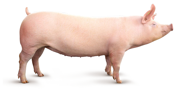 Genética Suína