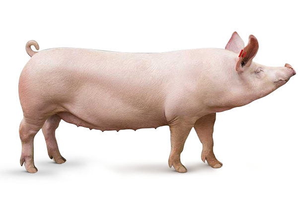 Genética Suína