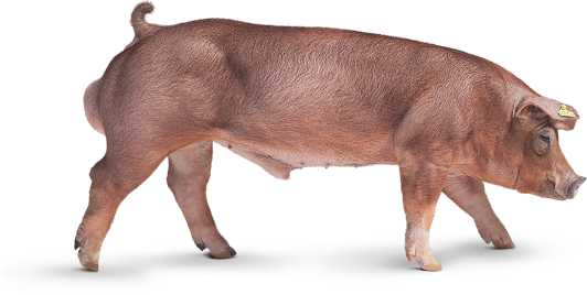 Equilíbrio máximo entre qualidade de carne e retorno econômico.